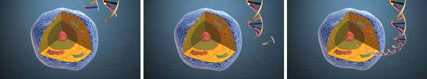 first synthetic cell