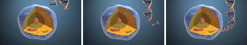 first synthetic cell