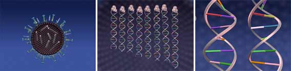 bird flu, influenza, h5n1 virus mutation